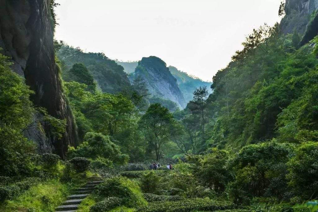 中叙堂新品丨追枞百年老枞水仙