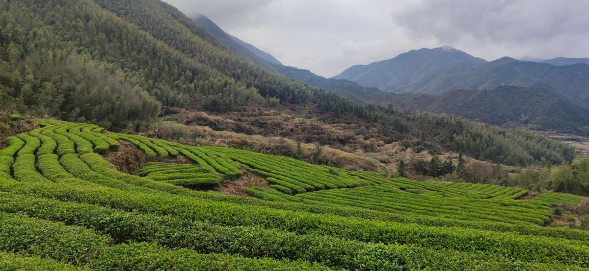 福建茶企中叙堂多产业联合助力乡村振兴