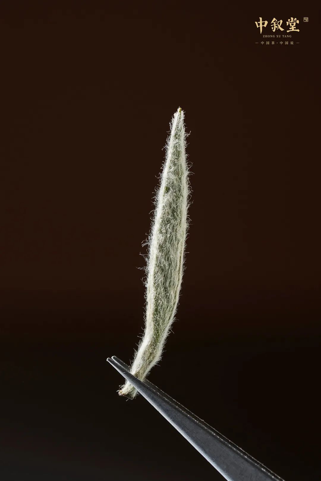 申时茶叙丨头枞雪芽，收藏级2022头春头采白毫银针，等您来藏